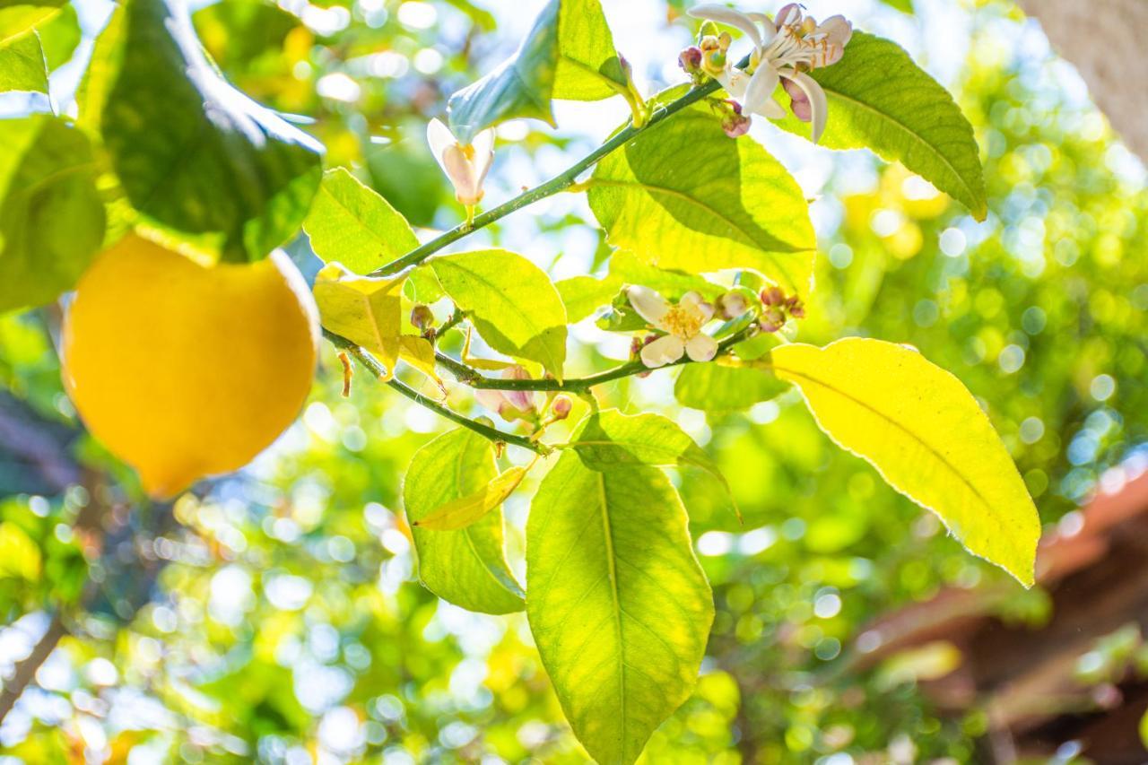 Lemon Tree Zante City Apartment By "Elite" Εξωτερικό φωτογραφία